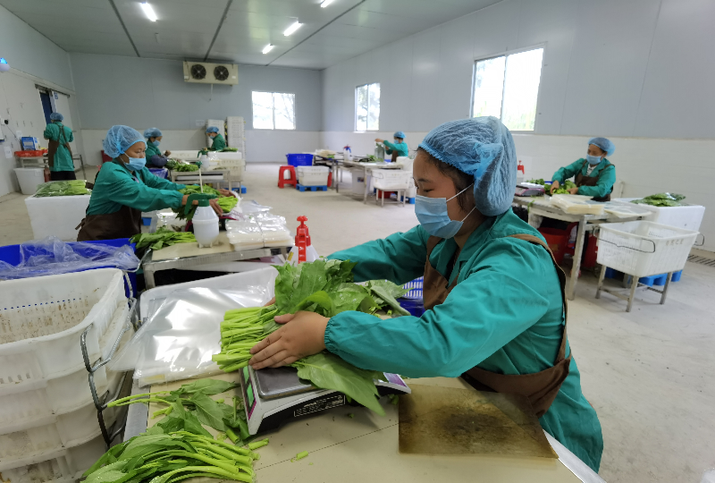 工人們正在進行分揀、打包。