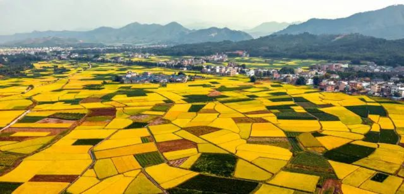 始興是“粵北糧倉(cāng)”(鄧斌 攝) 圖片