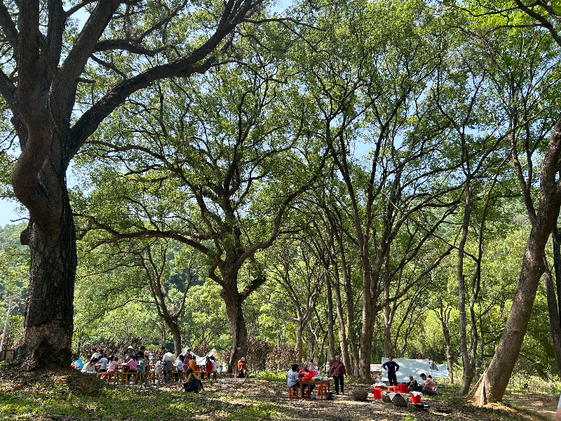 羅壩鎮淋頭村孔壩綠美古樹公園吸引不少游客.jpg